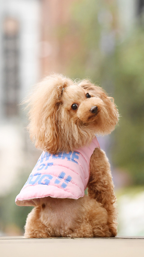 Reasons for Dog Hair Loss 5 screenshot