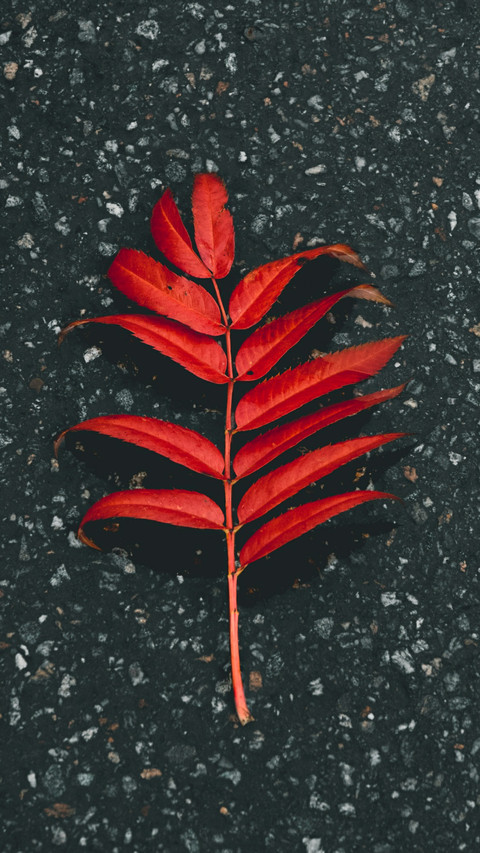 Red leaf screenshot