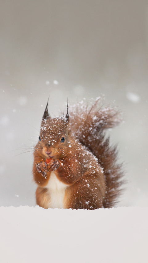 The wonderful use of a squirrels tail screenshot