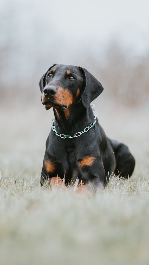矫健杜宾犬 screenshot