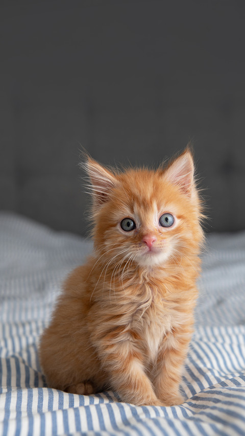 Tiny Fluffy Buff Kitten Sitting on Striped Blanket screenshot
