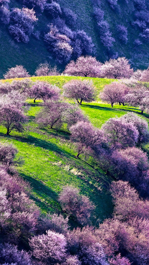 The apricot blossoms in yili screenshot