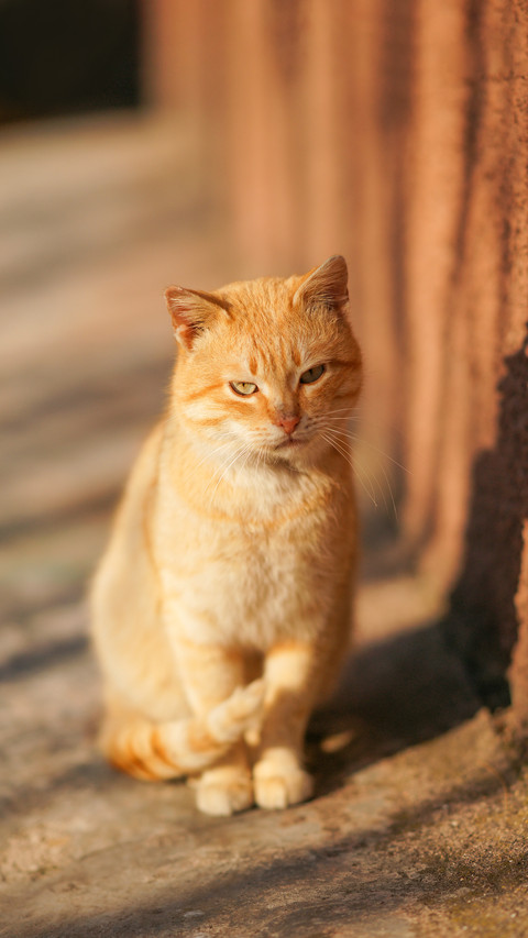 Lovely ginger cat sitting on a stone floor outdoor screenshot