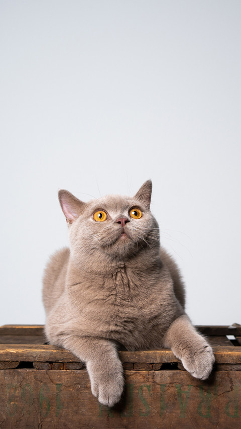 Lilac british shorthair kitten resting on wooden crate screenshot