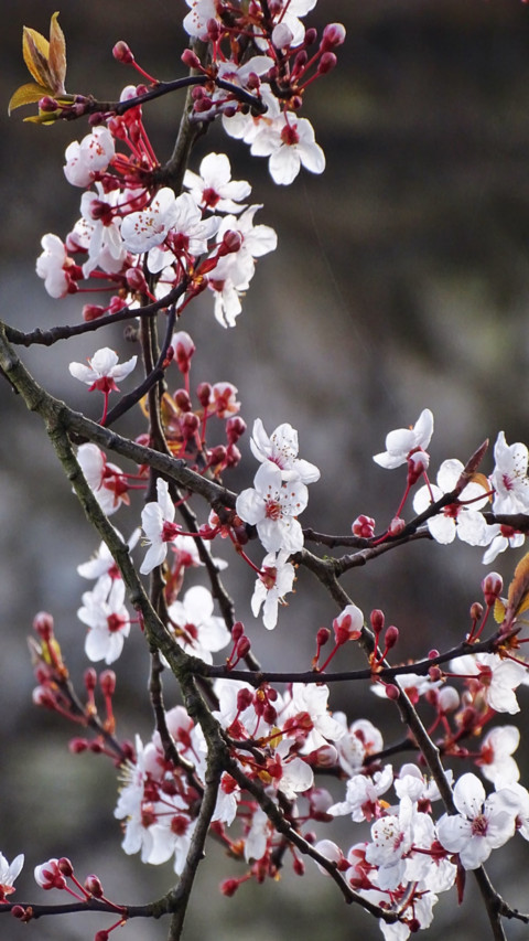 White cherry blossom screenshot