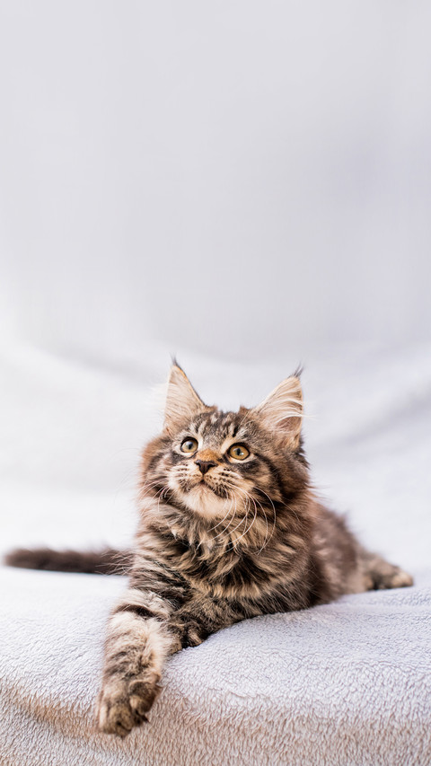 Maine Coon tabby kitten lies on a light fluffy blanket screenshot