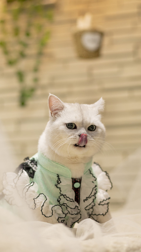 Can you shoot cats screenshot