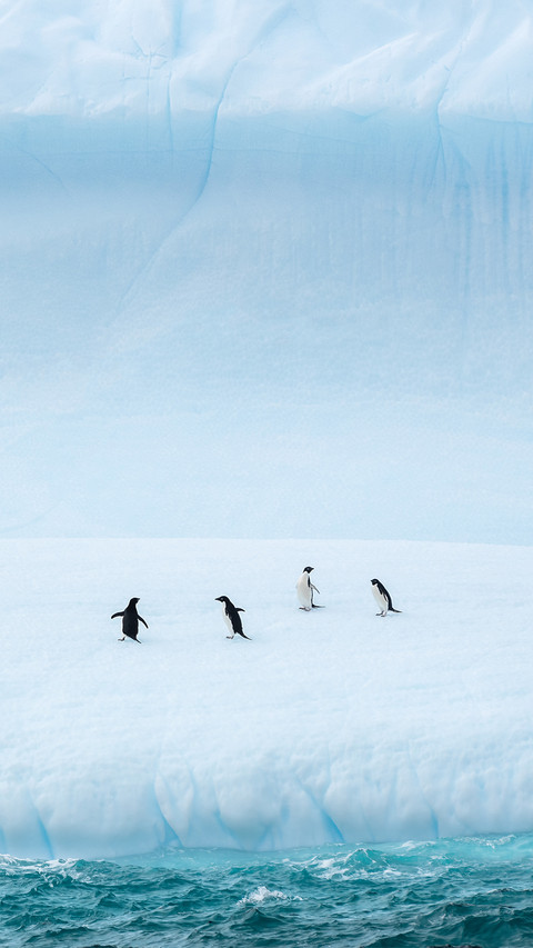 Four Penguins Walking by Ice Wall screenshot