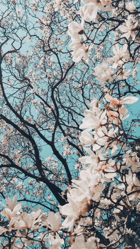 Spring (6) screenshot