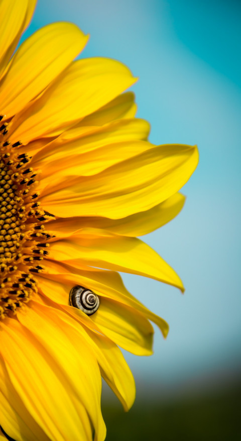 Yellow (26) screenshot