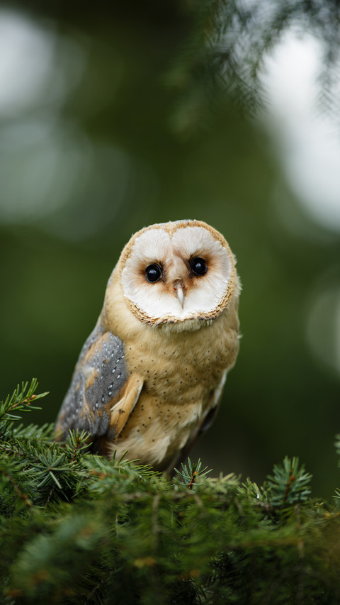 A Cute Owl Standing on The Branch screenshot