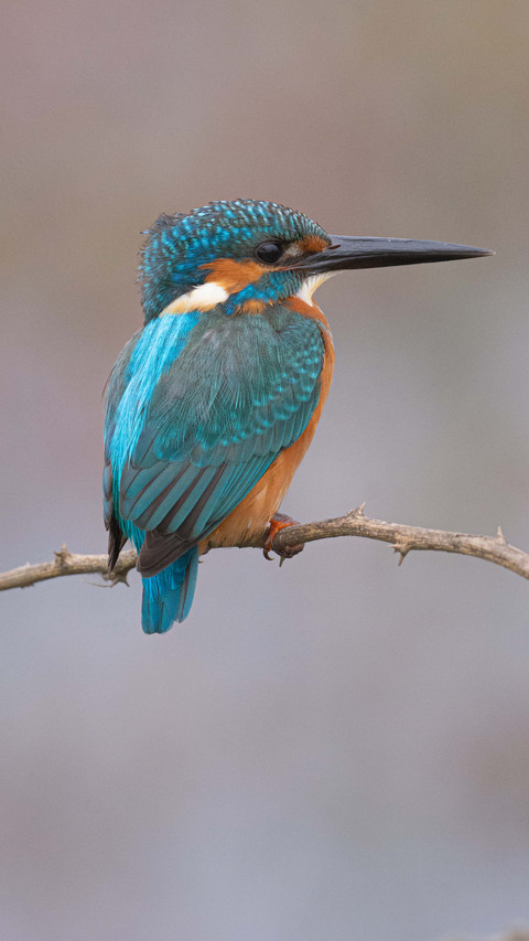 Bird by Rivu Gayen screenshot