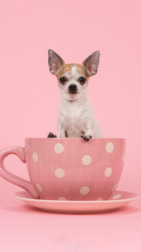 Dog381 screenshot