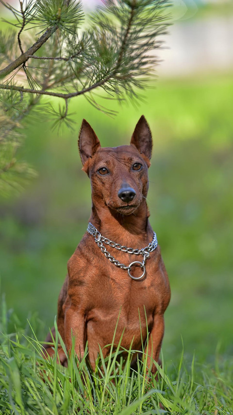 Dog148 screenshot