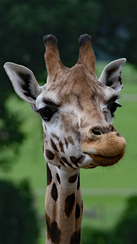 giraffe (9) screenshot