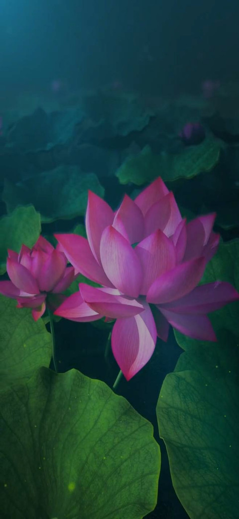 动态 荷花开放 screenshot