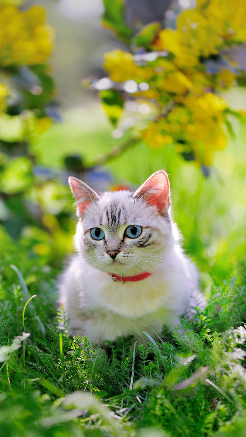 Cute Cat Lying on The Grass screenshot