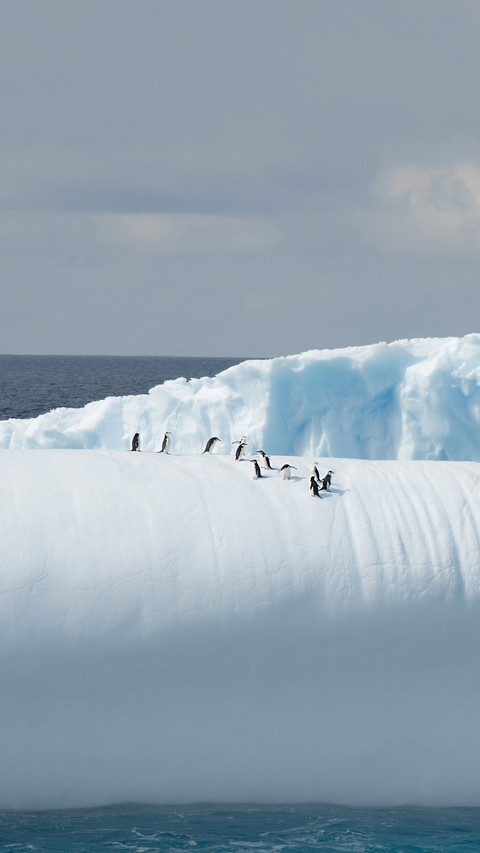 Iceberg with penguins screenshot