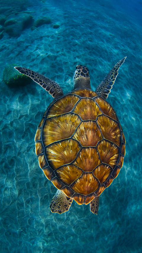 Why do sea turtles go ashore to lay eggs screenshot
