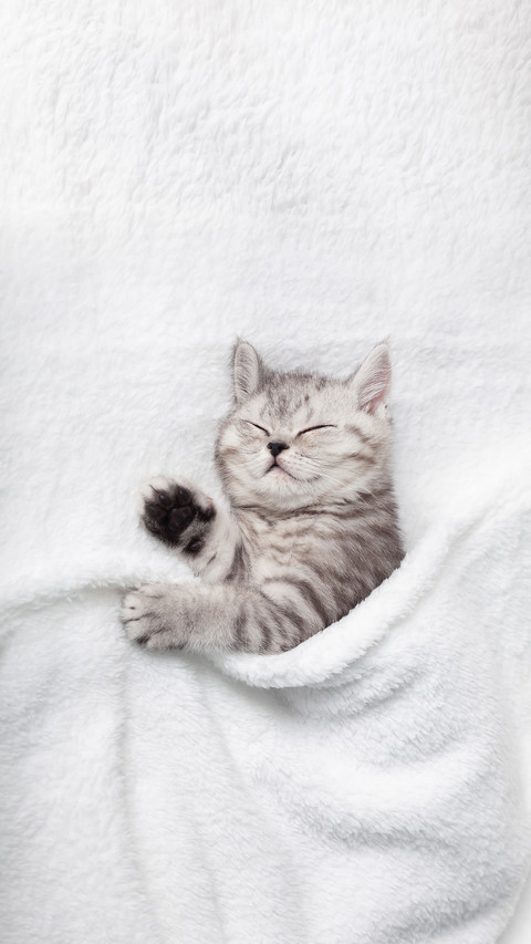 A Cute Scottish Kitten Sleeps on a White Blanket screenshot