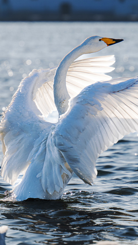 Swan lake at yandunjiao screenshot