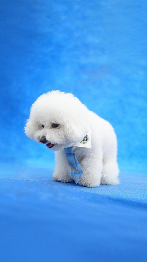 How should tear stains on bichon frises be dealt with screenshot