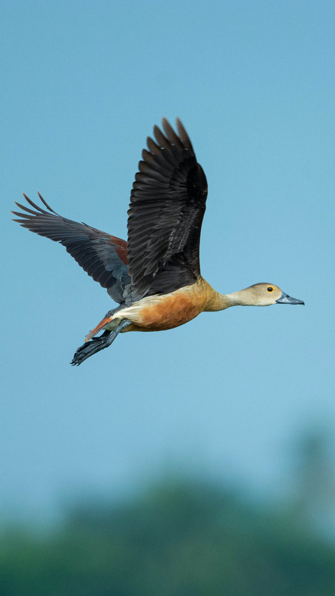 Bird by Rivu Gayen screenshot
