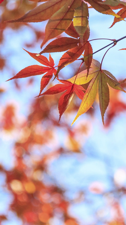 Maple Leaves in Autumn screenshot