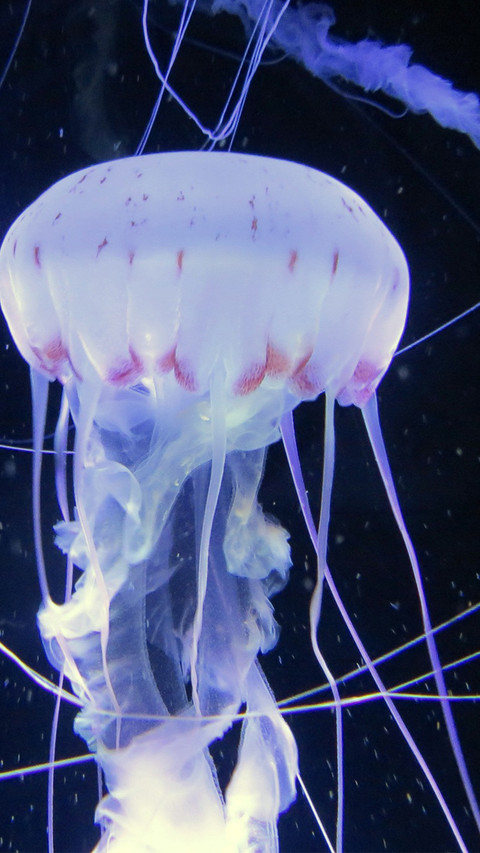 Jellyfish (5) screenshot