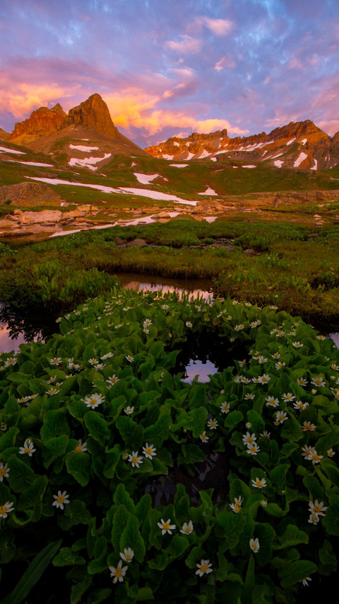 Colorado wildflowers bloom screenshot