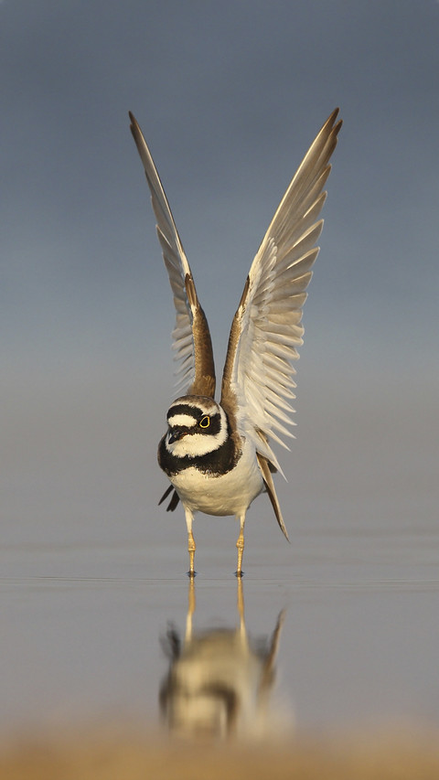 Cute Ringed Plover screenshot