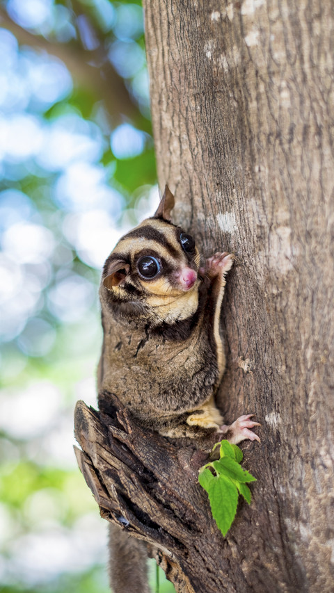 Cute Sugar Glider Climb on Tree screenshot