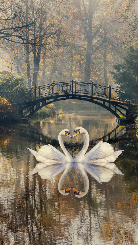 Swans in Love screenshot