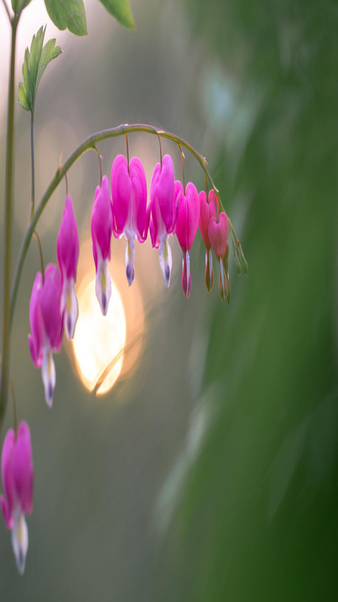 The flowers after the rain screenshot