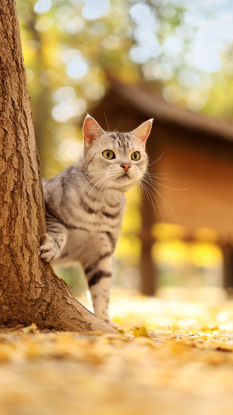 A american shorthair cat in the autumn scenery screenshot
