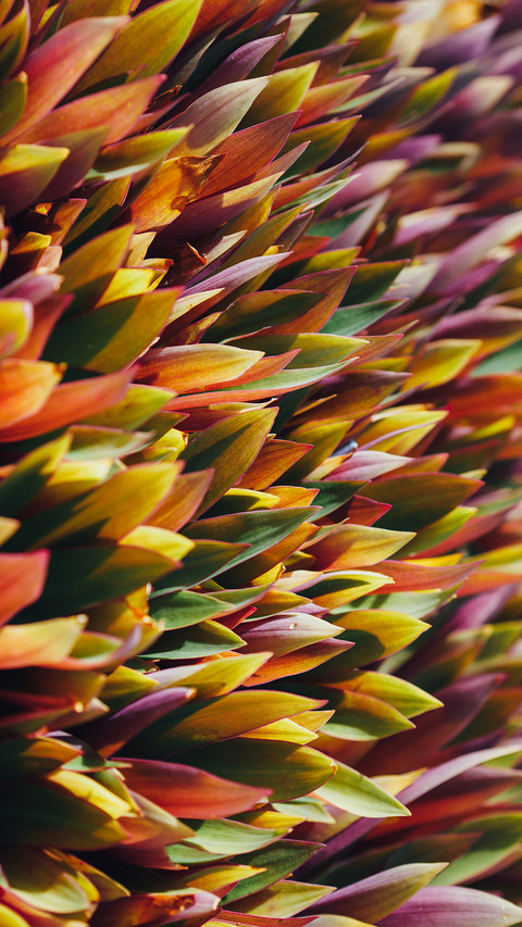 PAIXIN-plant (6) screenshot