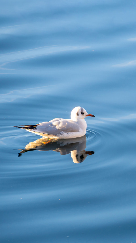 Isolated seagull on the sea in sunny day screenshot
