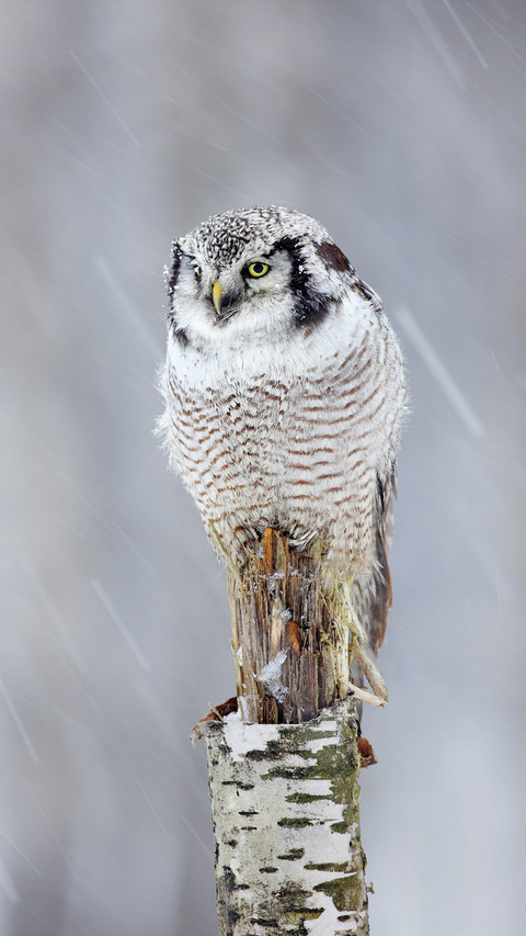 Owl in Snow screenshot