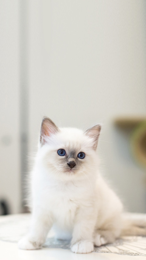 Kitten cat breed sacred burma in the interior screenshot