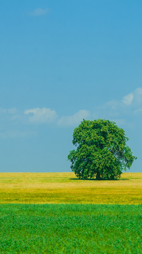 Green grass and blue sky screenshot