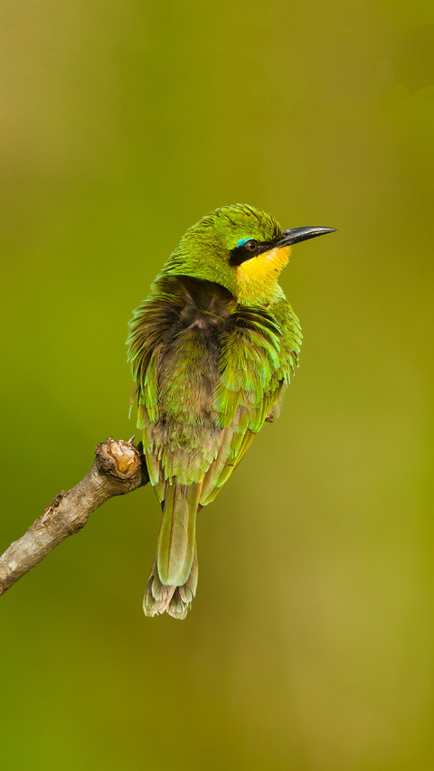 Kenya masai mara game reserve little bee eater merops screenshot