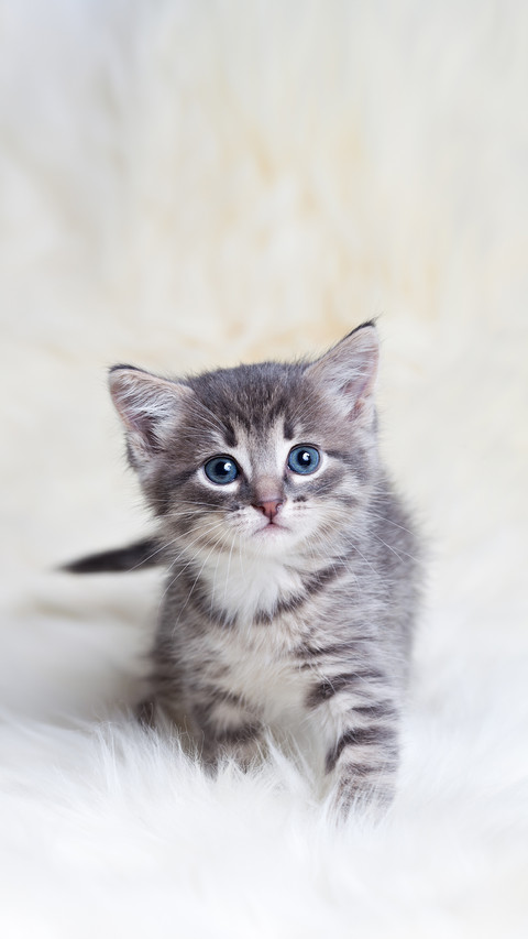 A Kitten Standing on the Blanket and Looking at the Camera screenshot