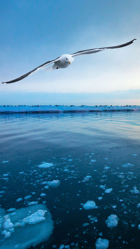 Beautiful and fierce seagull 2 screenshot