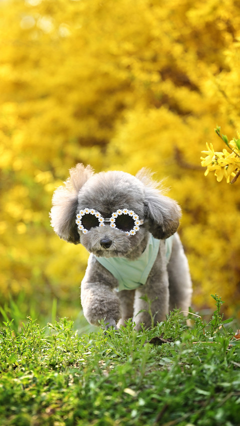 Revealing the top 6 intelligence scores in the dog world screenshot