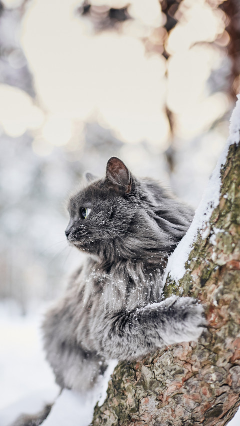 Cat Lying on The Tree screenshot