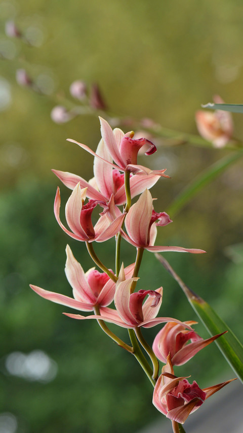 A new trick for lazy people to cultivate orchids screenshot
