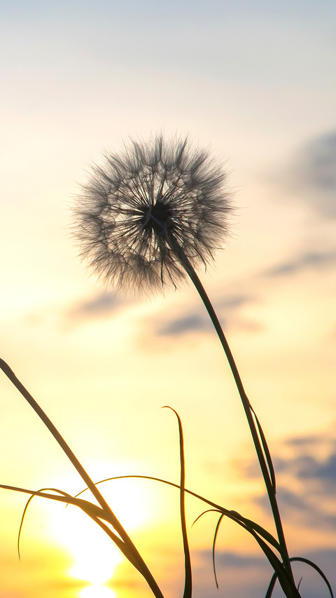 Dandelion seeds are flying against the background screenshot