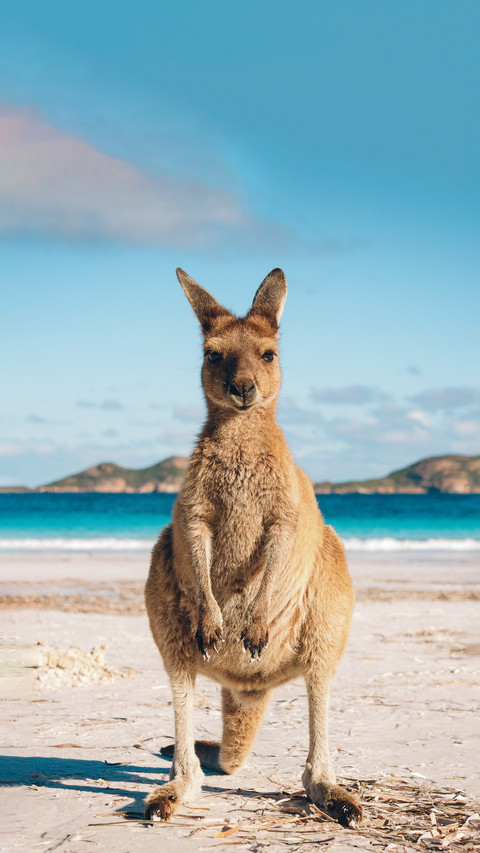 What can kangaroo babies do in their pouch screenshot