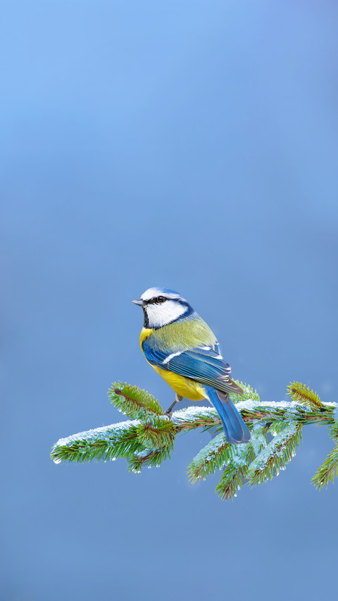 Cold Day and Cute Blue Tit screenshot