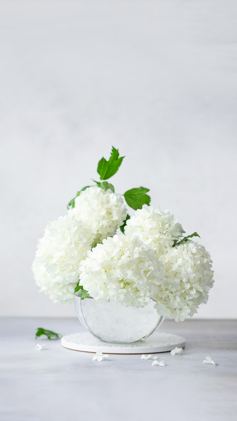Delicate Spring Bouquet of Viburnum Opulus screenshot